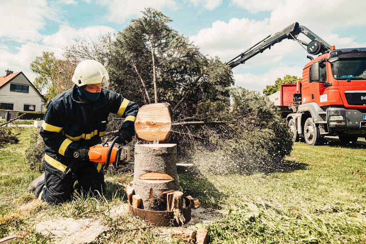 Tree Branch Trimming in Spotswood, NJ